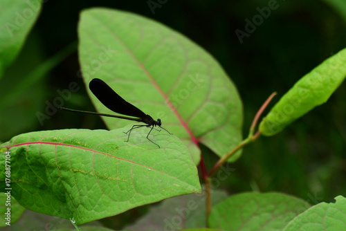 イタドリの葉に止まるハグロトンボ