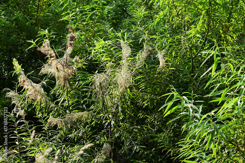 ヤナギにアメリカシロヒトリの巣網