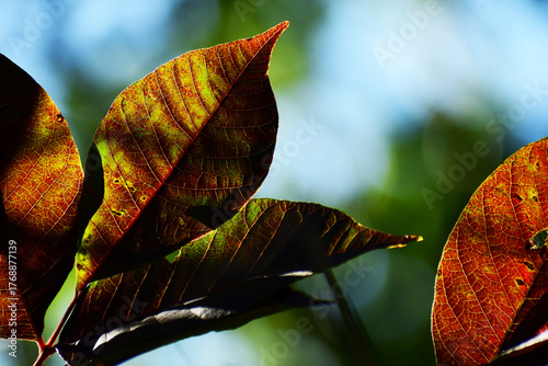 紅葉した葉の裏