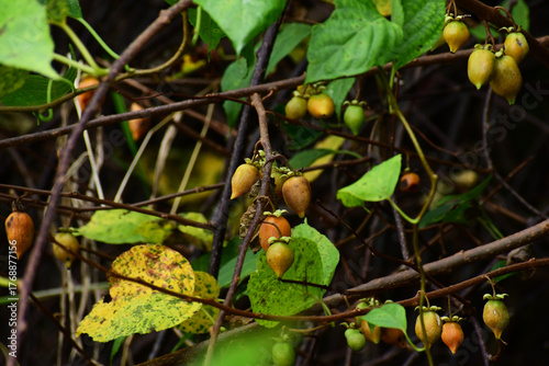 豊作のマタタビ