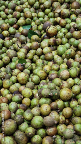 side view of a pile of unshelled fresh green camellia oil seeds 
