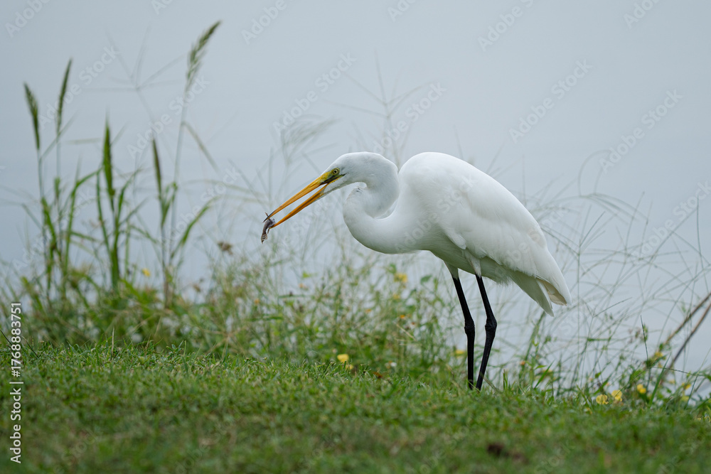 Fototapeta premium Great Egret caught a fish
