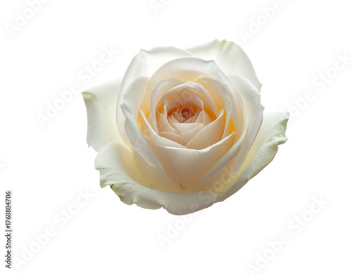 Solitary pale rose blossom, petals unfurling, revealing a soft peach core, isolated against a stark black backdrop