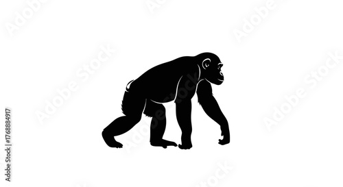 A chimpanzee walks on all fours, its dark silhouette contrasting against a bright, clear setting.