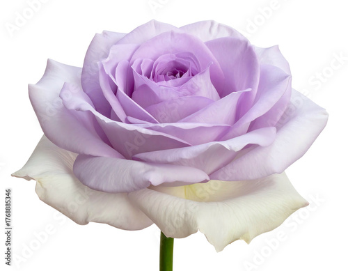 Solitary pastel rose blossom, soft light, layered petals against a black background