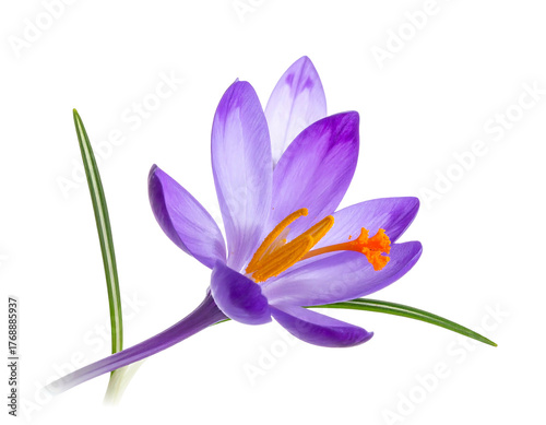 Solitary purple crocus flower with delicate petals and bright orange stamen, isolated on a pure black background
