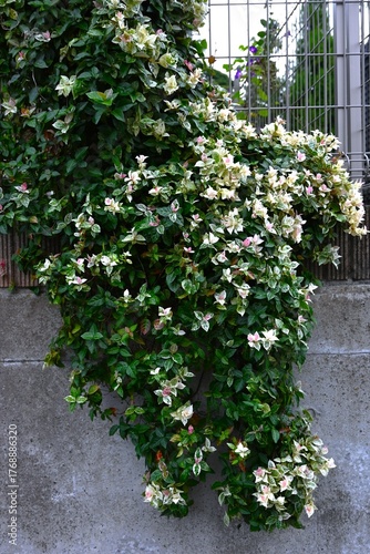 Trachelospermum asiaticum 'Hatsuyukikazura' leaves. Apocynaceae evergreen vine. A modified variety of Trachelospermum asiaticum, it is popular as a colorful leaf plant.