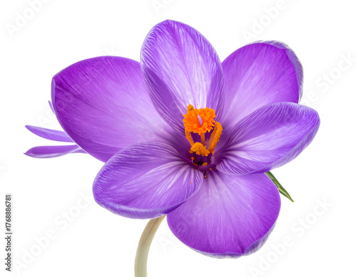 Solitary vibrant purple crocus blossom with bright orange stigma, gracefully isolated against a black background