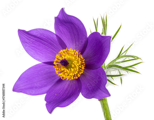 Solitary violet flower bloom with a bright yellow center and feathery foliage against a stark black background