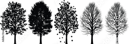 Silhouette tree seasonal transition vector showing summer, autumn, winter changes with human figure under bare tree for nature conceptSilhouette tree 