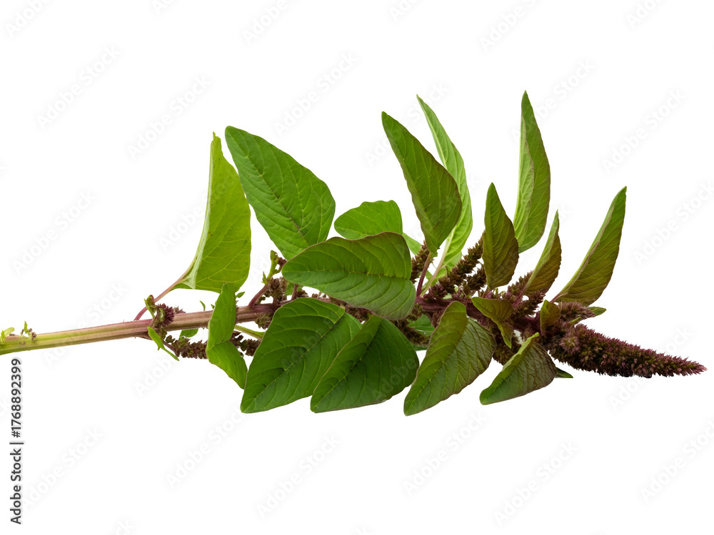 Obraz premium Amaranth plant leaves and flowers on a white background, showcasing its vibrant green foliage and seed heads for culinary and ornamental purposes