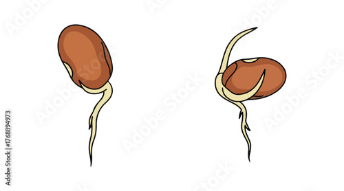 A step-by-step process for germinating bean seeds. Roots starting to show in the plant.