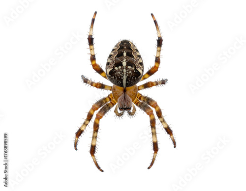 Spider with brown striped legs and patterned abdomen, isolated on black background, viewed from top