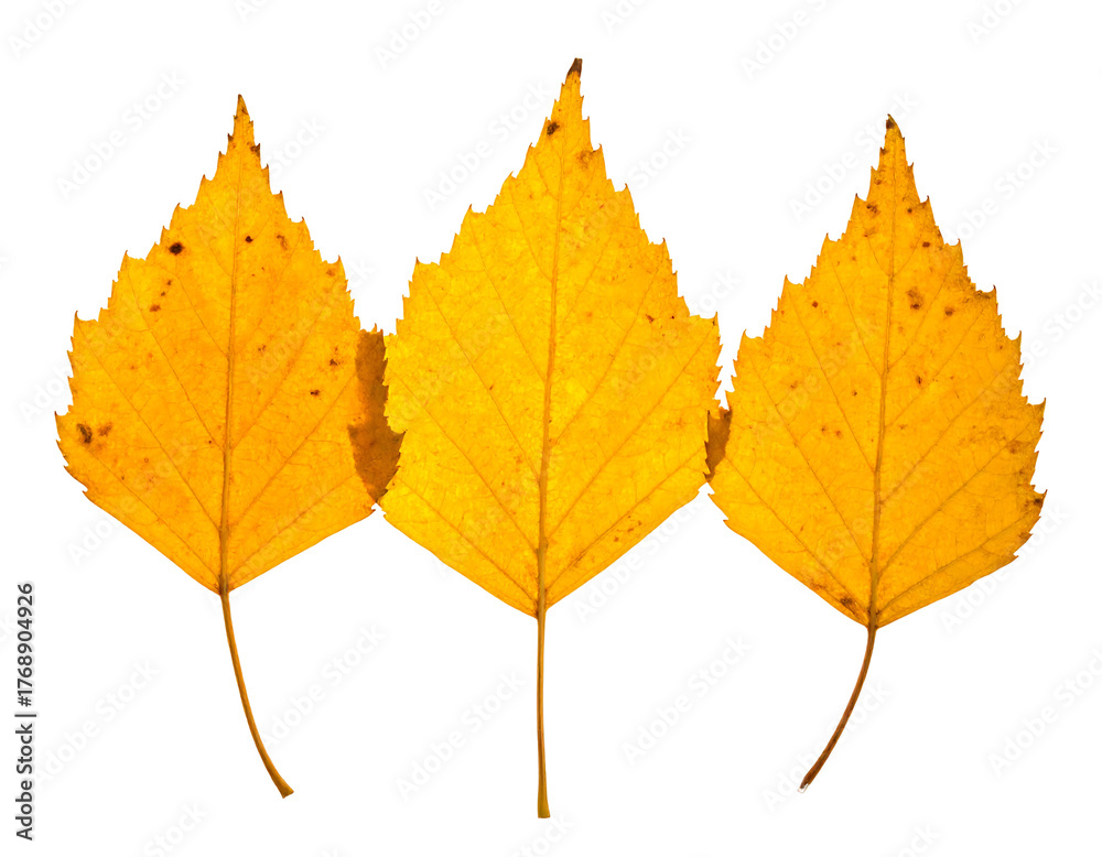 Fototapeta premium Three golden birch leaves arranged vertically against stark black, displaying distinct veins and serrated edges