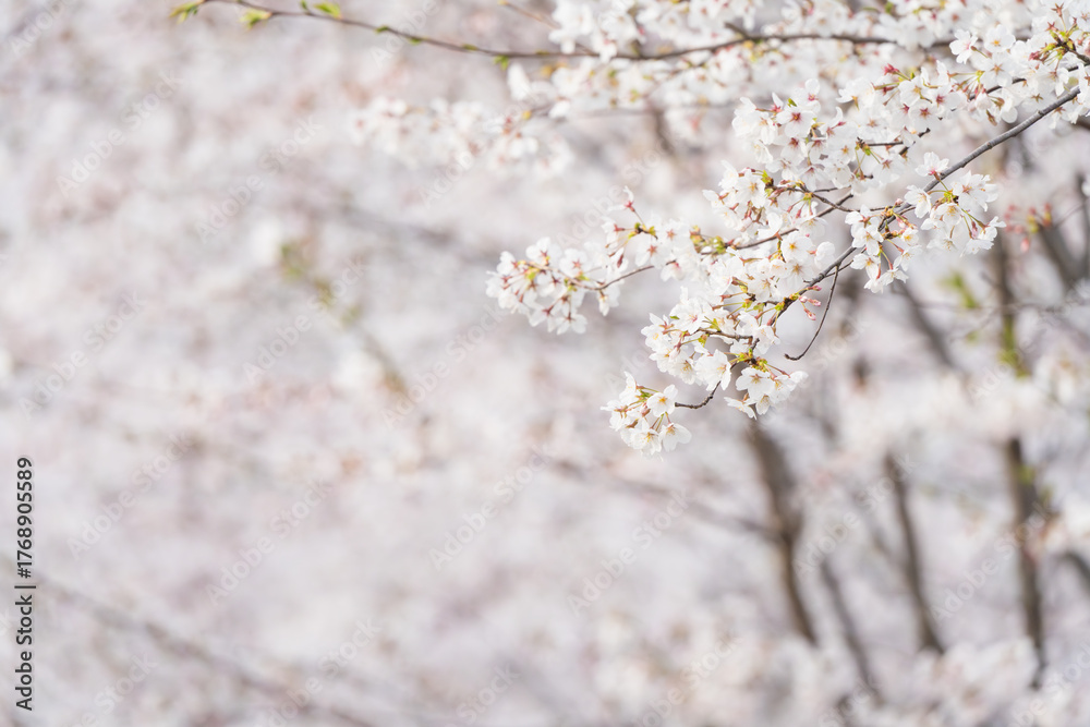 Obraz premium 桜並木がある風景