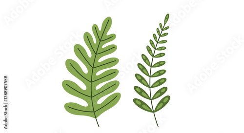 Two green fern fronds, one large and one small, isolated on a white background.