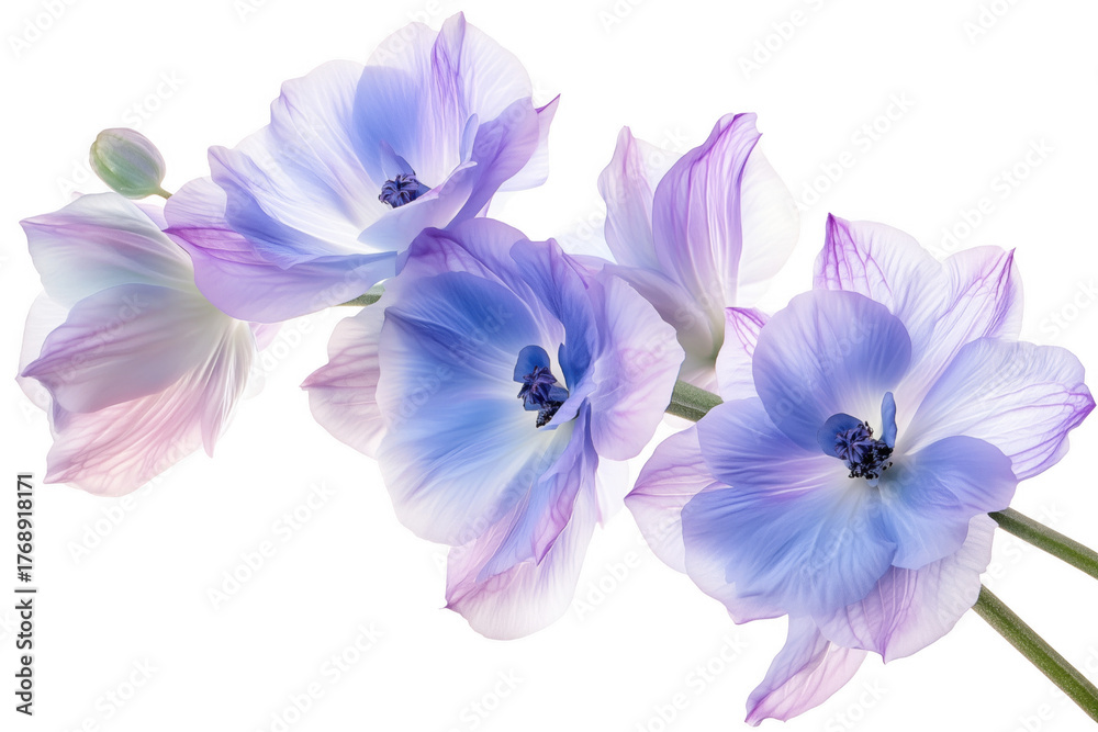 Fototapeta premium Delicate blue purple flowers isolated on a transparent background