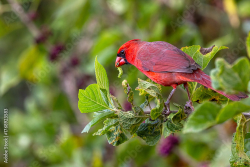 Canvas Print Northern cardinal (Cardinalis cardinals) eating a green caterpillar in Sarasota,