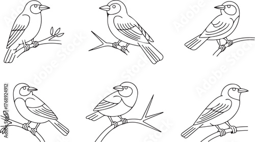 Perched Small Songbird Outline Drawing Vector Icon Set