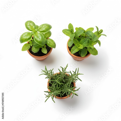 Small Herb Garden Trio (Basil, Mint, Rosemary)