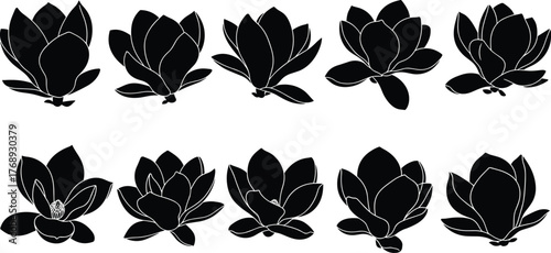 Magnolia flower bloom stages, botanical silhouette, floral evolution, black and white petals, nature icon set, flat vector illustration
