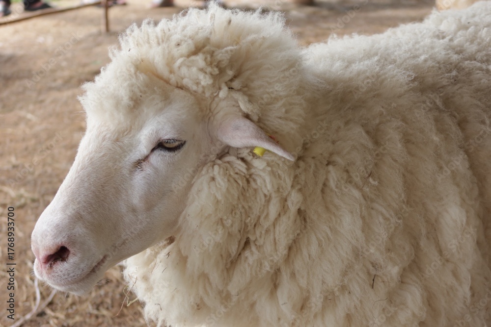 Fototapeta premium sheep in a field