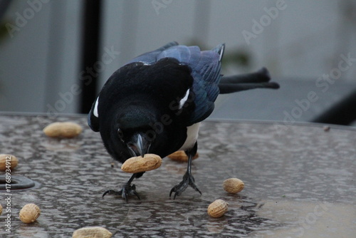 Magpie Eating