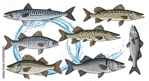 A diverse illustration of popular freshwater and saltwater fish species, including mackerel, pike, and bass, depicted with dynamic water splashes.