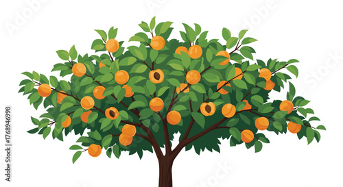 A vibrant illustration of a healthy apricot tree laden with abundant ripe orange fruits and lush green leaves, set against a clean white background.