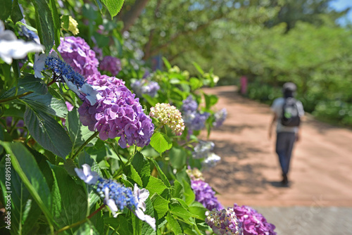 	アジサイの間から見える日傘をさした女性