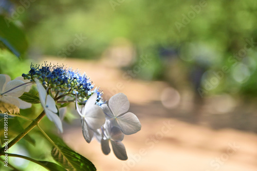 	アジサイの間から見える日傘をさした女性