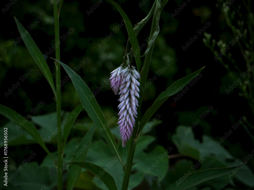 Obraz premium Low-Key Celosia Macro — Moody Pink-White Plume Against Dark Green, Dramatic Nature Background