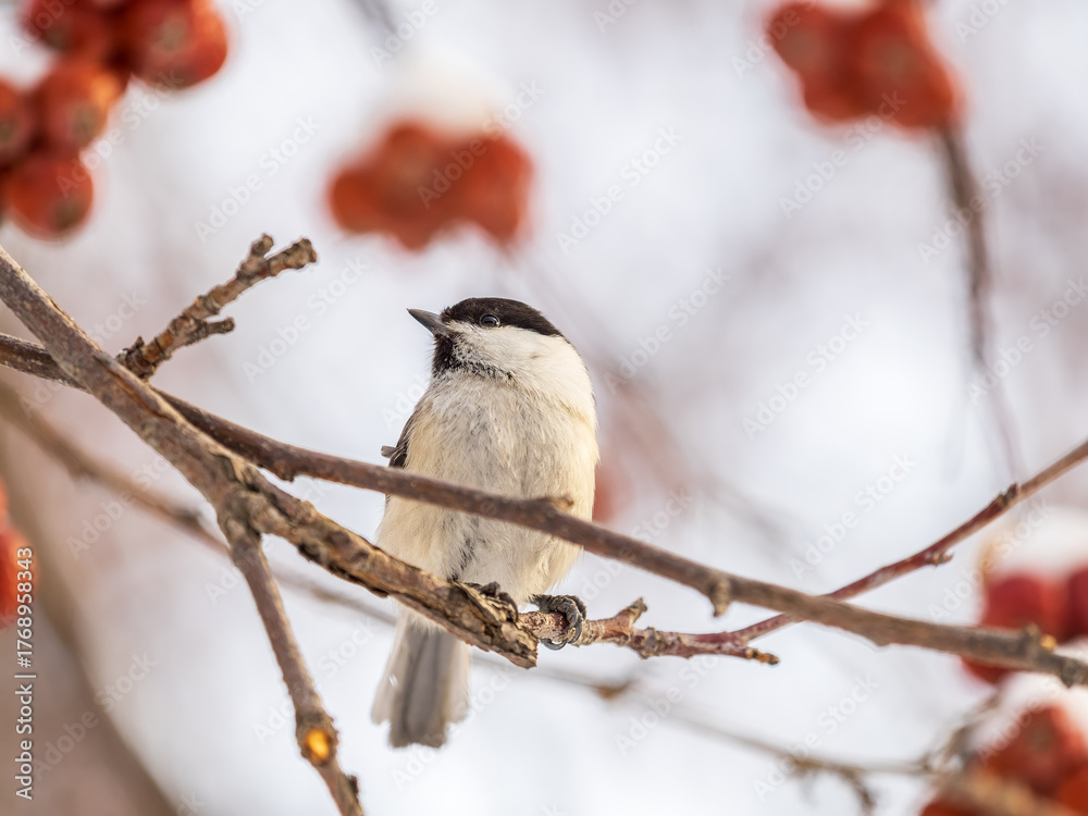 Fototapeta premium Cute bird the willow tit, song bird sitting on a branch without leaves in the winter.