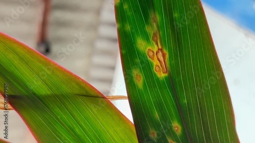 Plant leaves affected by leaf blight. This disease is caused by a water fungus infection known as Phytophthora colocasiae.