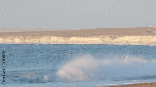 Peaceful seascape with southern right whale and seabirds near Puerto Madryn's Playa Las Canteras.