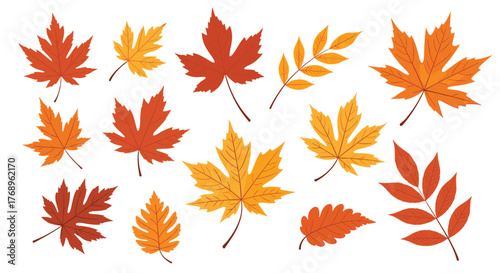 Collection of colorful autumn leaves in various shapes and shades of red and orange.