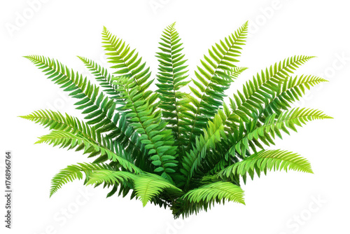 Lush green fern fronds spread outwards isolated on a transparent background