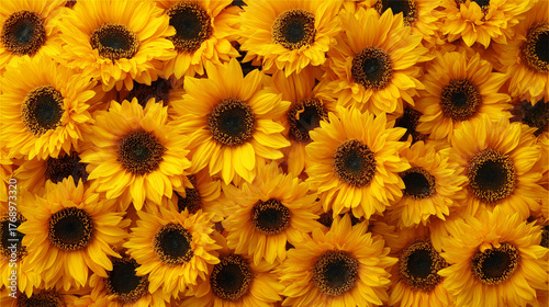 ひまわりの背景 / Sunflower Background