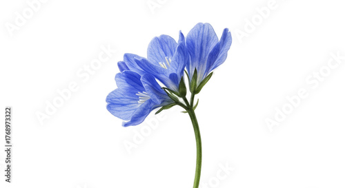 Wallpaper Mural Isolated Blue Wildflowers with Green Stem on Black Background Torontodigital.ca