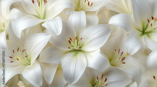 白いユリの背景 / White Lily Background