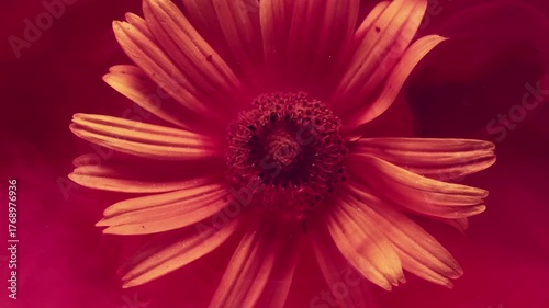 Red bloom. Vapor texture. Defocused crimson color smoke paint water yellow creative doronicum on abstract art acrylic nature background.