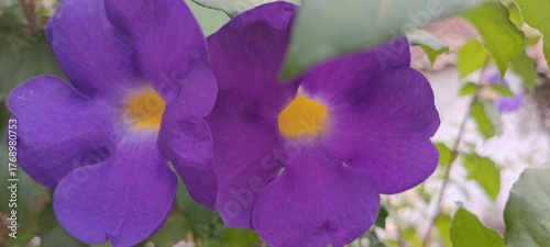 Thunbergia erecta flowers are purple with bright yellow centers. They are trumpet-shaped and grow on dense bushes. The flowers are beautiful and are often used as garden ornamentals.