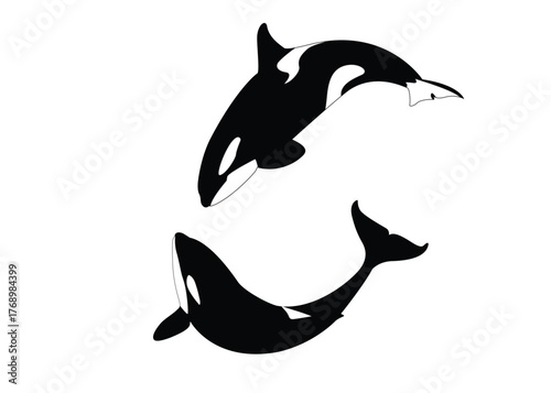 Whale logo, Orca. Vector illustration.