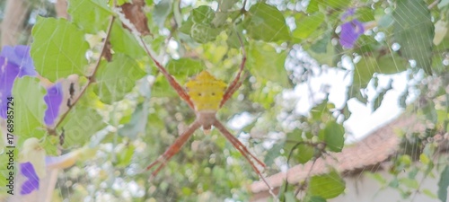 This spider is yellow-brown with a striking pattern on its back. Its long legs form an X-shape in a strong, neat web. It often waits quietly among twigs and leaves for small prey.