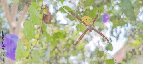 This spider is yellow-brown with a striking pattern on its back. Its long legs form an X-shape in a strong, neat web. It often waits quietly among twigs and leaves for small prey.