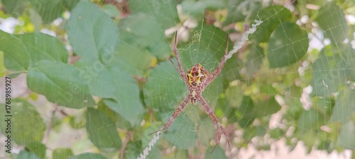 This spider is yellow-brown with a striking pattern on its back. Its long legs form an X-shape in a strong, neat web. It often waits quietly among twigs and leaves for small prey.