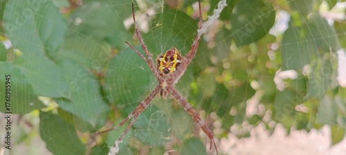 This spider is yellow-brown with a striking pattern on its back. Its long legs form an X-shape in a strong, neat web. It often waits quietly among twigs and leaves for small prey.