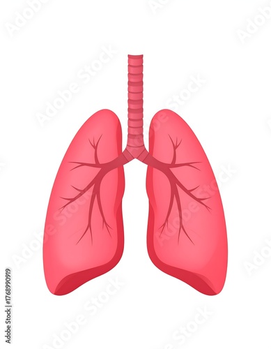 Anatomical illustration of the human respiratory system, lungs displayed in red
