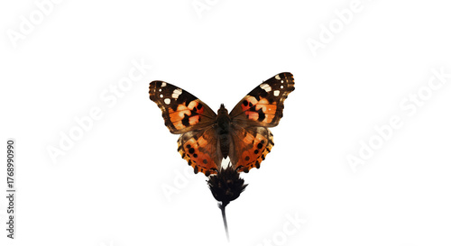 Painted Lady Butterfly Isolated On Smooth Brown Background Realistic Photo