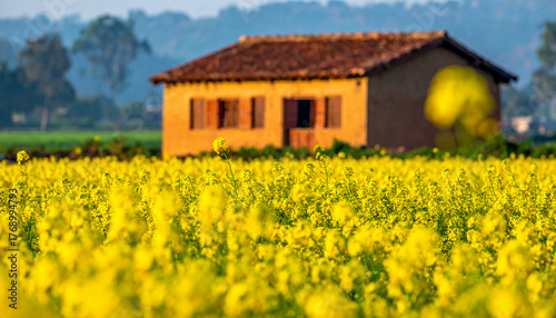 Vibrant Yellow Mustard Farming in North India